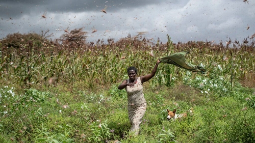 Châu Phi đối mặt với tình trạng “khẩn cấp chưa từng có về lương thực”